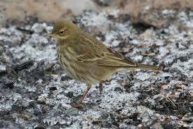 Attēlu rezultāti vaicājumam “Anthus petrosus”