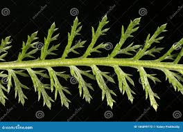Attēlu rezultāti vaicājumam “Achillea millefolium leaf”