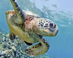 Image result for Chelonia mydas