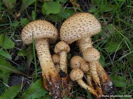 Attēlu rezultāti vaicājumam “Pholiota squarrosa”