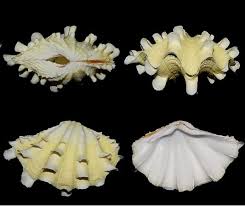 Image result for tridacna