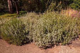 Image result for Bohnenkraut