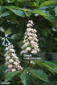 Attēlu rezultāti vaicājumam “Aesculus hippocastanum flower”