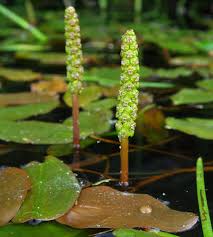 Attēlu rezultāti vaicājumam “Potamogetonaceae”