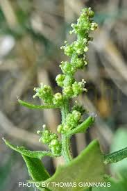 Attēlu rezultāti vaicājumam “Chenopodium polyspermum var. acutifolium flower”