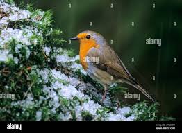 Attēlu rezultāti vaicājumam “Erithacus rubecula adult”