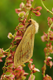 Attēlu rezultāti vaicājumam “Hepialus humuli female”