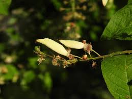 Attēlu rezultāti vaicājumam “Taphrina padi”