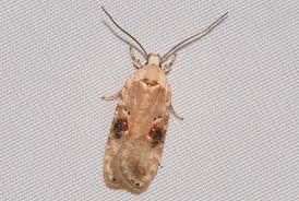 Attēlu rezultāti vaicājumam “Agonopterix alstromeriana”