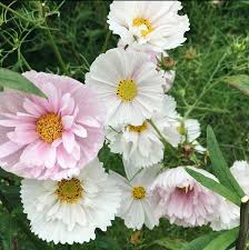 Image result for Schmuckkörbchen