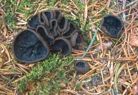 Attēlu rezultāti vaicājumam “Pseudoplectania nigrella”