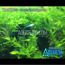 Attēlu rezultāti vaicājumam “Fontinalis antipyretica”