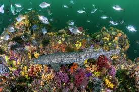 Image result for Poroderma pantherinum