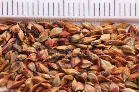 Attēlu rezultāti vaicājumam “Carex acutiformis fruit”