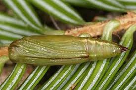 Attēlu rezultāti vaicājumam “Thera variata”