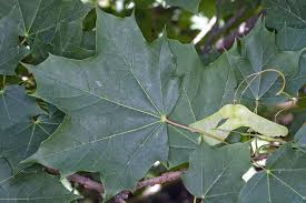 Attēlu rezultāti vaicājumam “Acer platanoides”