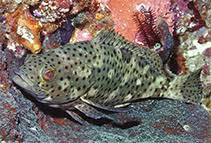 Image result for Epinephelus andersoni