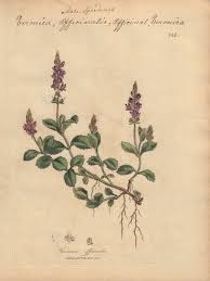 Image result for Veronica officinalis