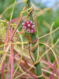 Attēlu rezultāti vaicājumam “Cuscuta europaea flower”
