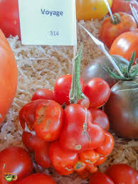 Afbeeldingsresultaat voor voyage tomato