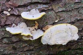 Attēlu rezultāti vaicājumam “Antrodiella serpula”