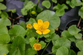 Attēlu rezultāti vaicājumam “Caltha palustris leaf”