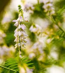 Attēlu rezultāti vaicājumam “Astragalus glycyphyllos flower”