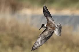 Attēlu rezultāti vaicājumam “Chlidonias niger”