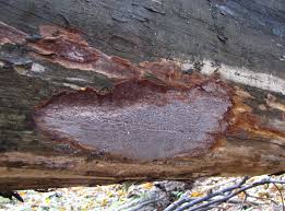 Attēlu rezultāti vaicājumam “Phellinus ferrugineofuscus”