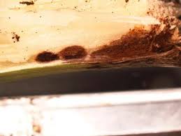 Attēlu rezultāti vaicājumam “Diderma radiatum stalked”