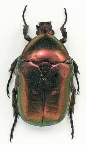 Attēlu rezultāti vaicājumam “Potosia cuprea”