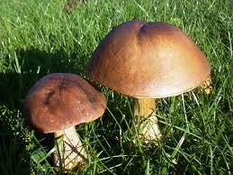 Attēlu rezultāti vaicājumam “Leccinum scabrum”