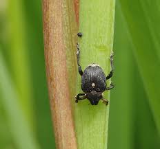 Attēlu rezultāti vaicājumam “Mononychus punctumalbum”