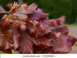 Attēlu rezultāti vaicājumam “Fagus sylvatica fo. purpurea male flower”
