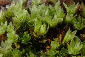 Attēlu rezultāti vaicājumam “Encalypta streptocarpa”