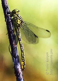 Attēlu rezultāti vaicājumam “Gomphus flavipes”