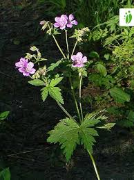 Attēlu rezultāti vaicājumam “Geranium sylvaticum flower”