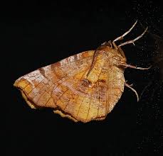 Attēlu rezultāti vaicājumam “Selenia dentaria imago”