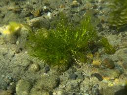 Attēlu rezultāti vaicājumam “Najas major”