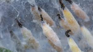 Attēlu rezultāti vaicājumam “Retinia resinella pupa”