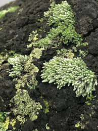 Attēlu rezultāti vaicājumam “Bryum bimum sporophyte”