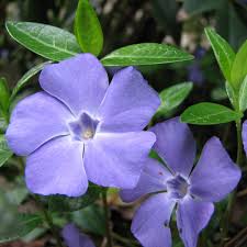 Attēlu rezultāti vaicājumam “Vinca minor flower”