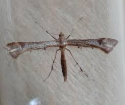 Attēlu rezultāti vaicājumam “Platyptilia sp.”