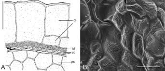 Attēlu rezultāti vaicājumam “Corispermum hyssopifolium fruit”
