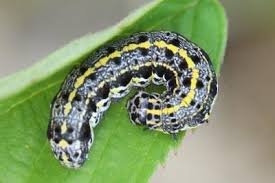 Attēlu rezultāti vaicājumam “Orthosia miniosa imago”