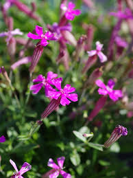 Image result for Silene schafta