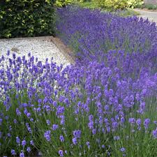Image result for Lavendel
