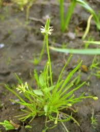 Attēlu rezultāti vaicājumam “Myosurus minimus flower”