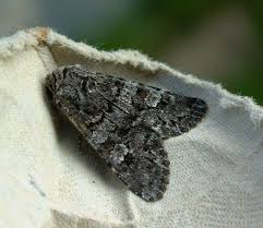 Attēlu rezultāti vaicājumam “Papestra biren”