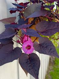 Image result for Ipomoea Lavender